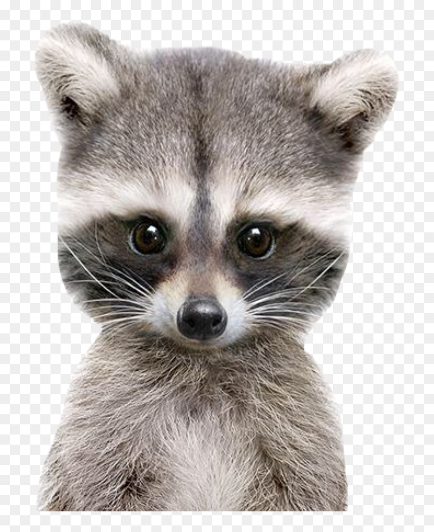 Racoon Good Morning , Png Download - Baby Raccoon, Transparent Png - racoon png