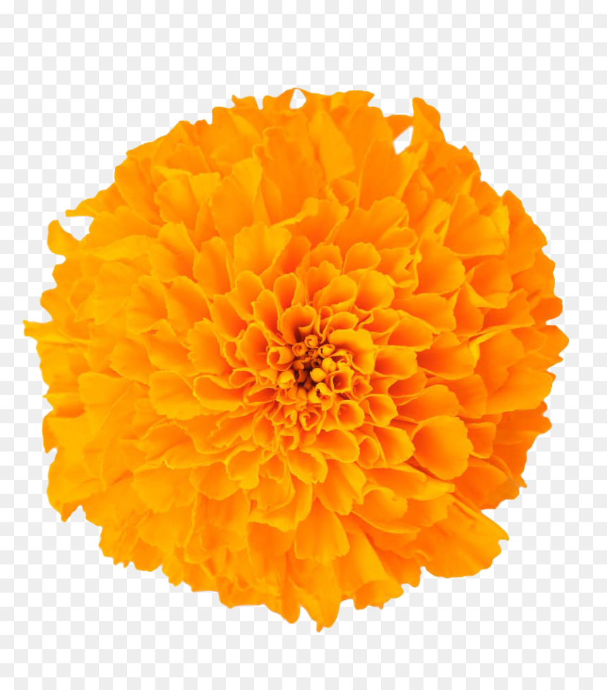 Transparent Marigold Flower Png, Png Download - real flower png