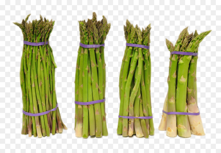Search For -  -  - Asparagus , Png Download - Asparagus, Transparent Png - asparagus png
