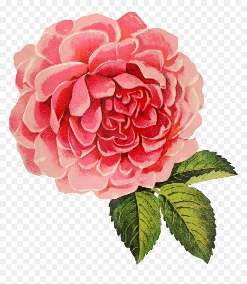 Free Graphic Friday - Rose Vintage Vector Png, Transparent Png - gold rose png