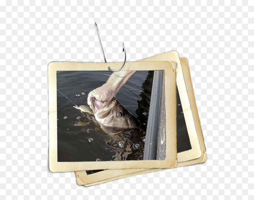 Fish Being Pulled Out Of Water - Brown Pelican, HD Png Download - bass fish png