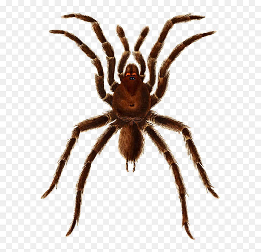 European Garden Spider Barn Spider Tarantula Histoire - Mygale Clipart, HD Png Download - tarantula png