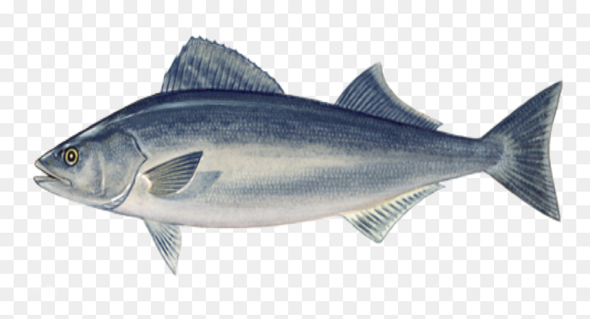 Sablefish From Port Orford Seafood - Sable Fish, HD Png Download - bass fish png