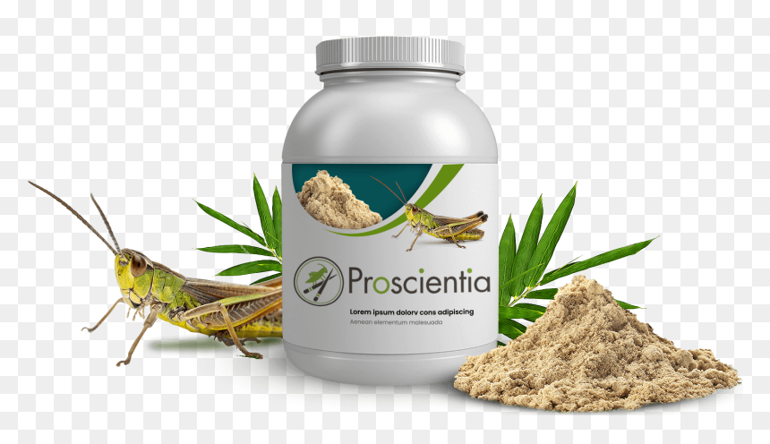 Edible Grasshoppers In China - Locust, HD Png Download - grasshopper png