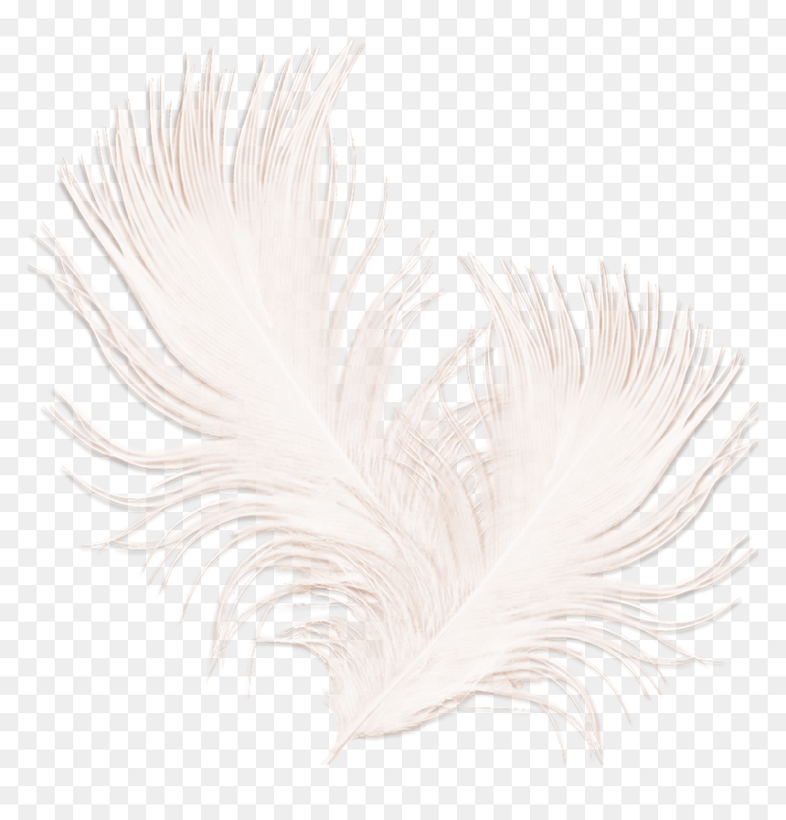 Feather Png Pic - Feather, Transparent Png - black feather png
