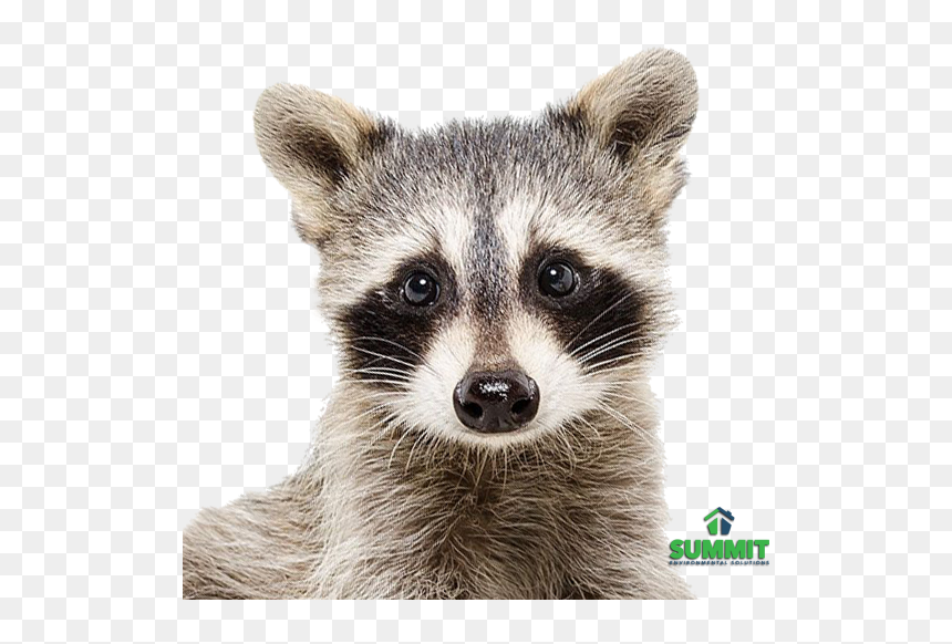 Baby Raccoon Print, HD Png Download - racoon png