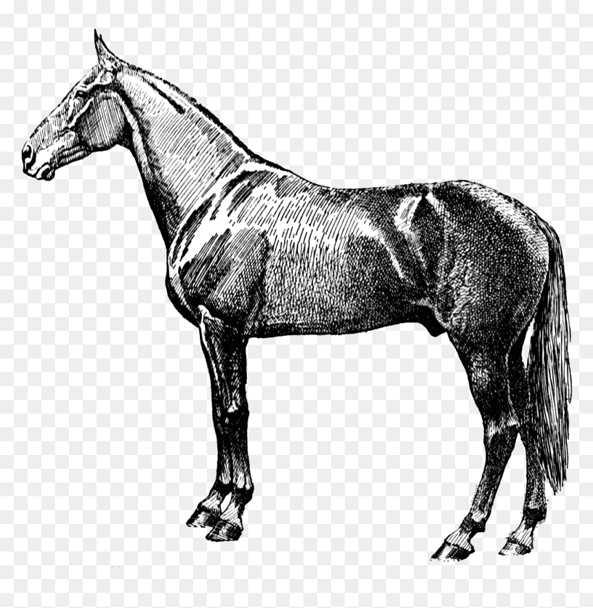 Vintage Horse Silhouette Clip Arts - Vintage Horse Clipart, HD Png Download - horse silhouette png