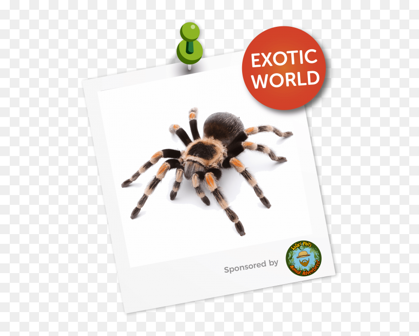Our Areas Fpsadmin 2018 08 10t15 - Tarantula, HD Png Download - tarantula png