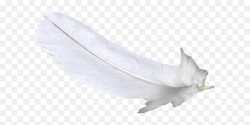 Feather White U767du8272u7fbdu6bdb Free Hq Image Clipart - Still Life Photography, HD Png Download - black feather png