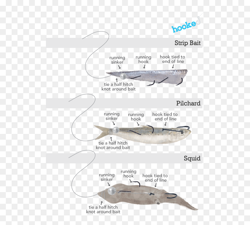 Humpback Whale, HD Png Download - bass fish png