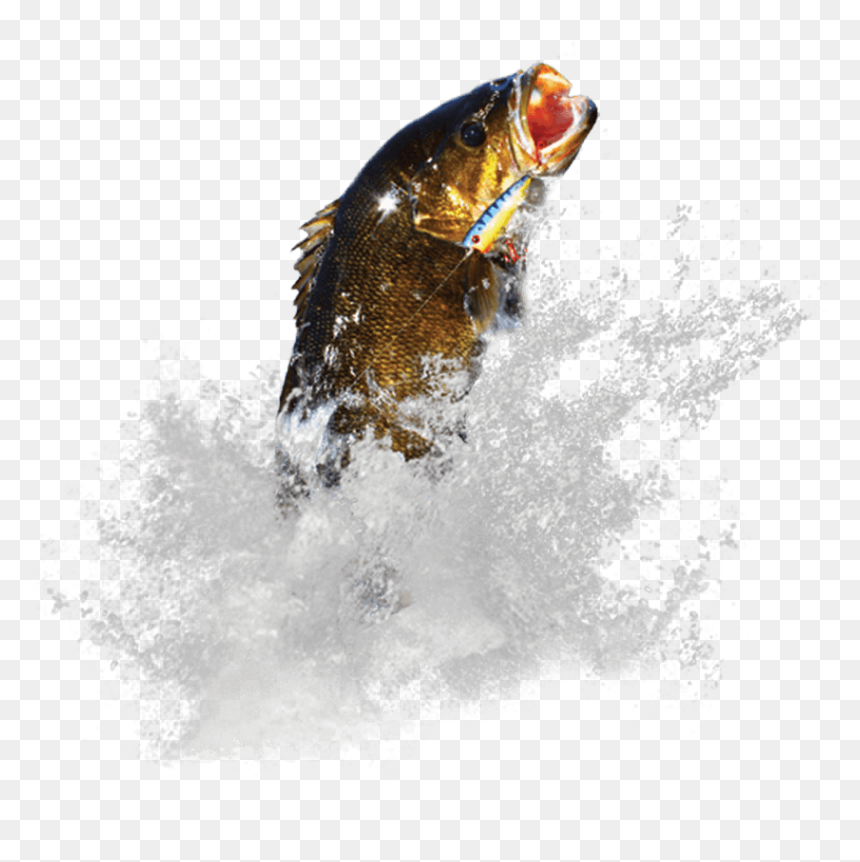 Coastal Cutthroat Trout, HD Png Download - bass fish png