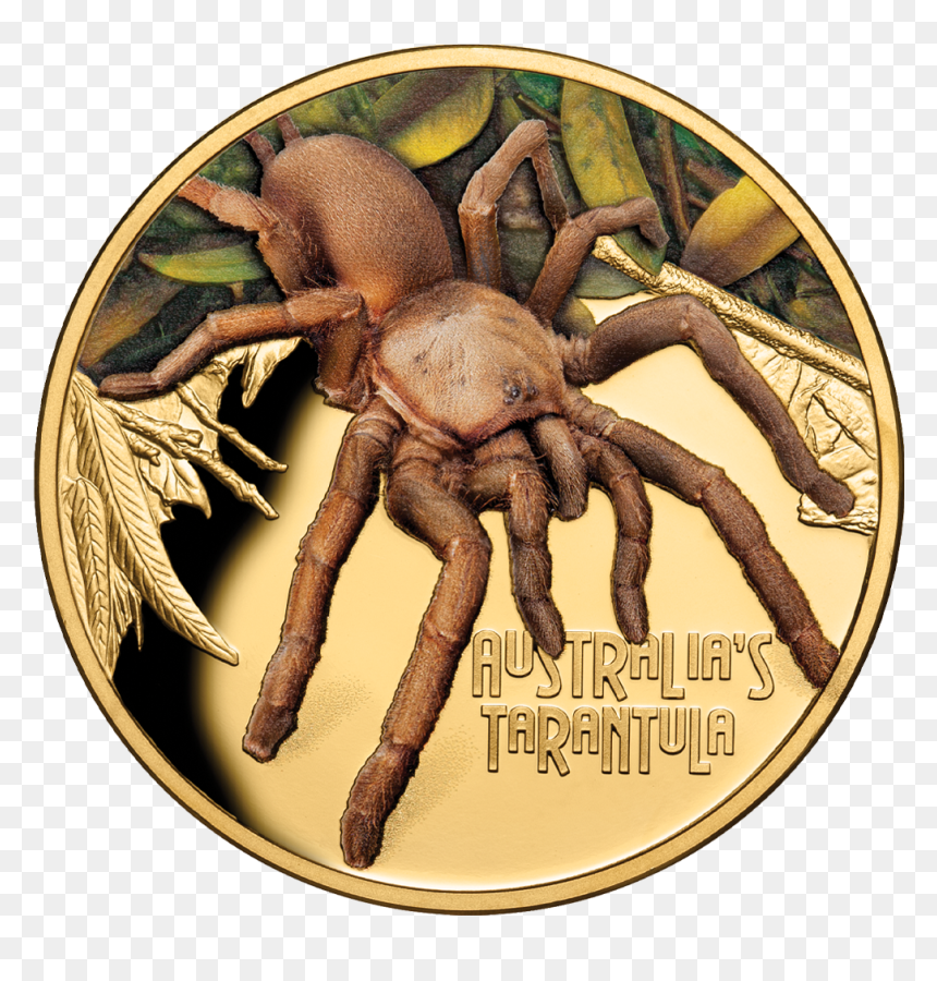 Itniu20014 2 - Deadly & Dangerous Coin 2020, HD Png Download - tarantula png