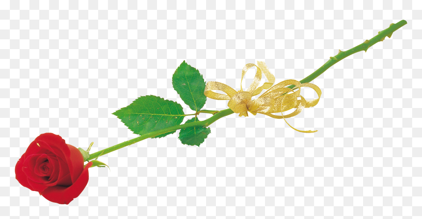 Rose Png - Floral Design, Transparent Png - gold rose png