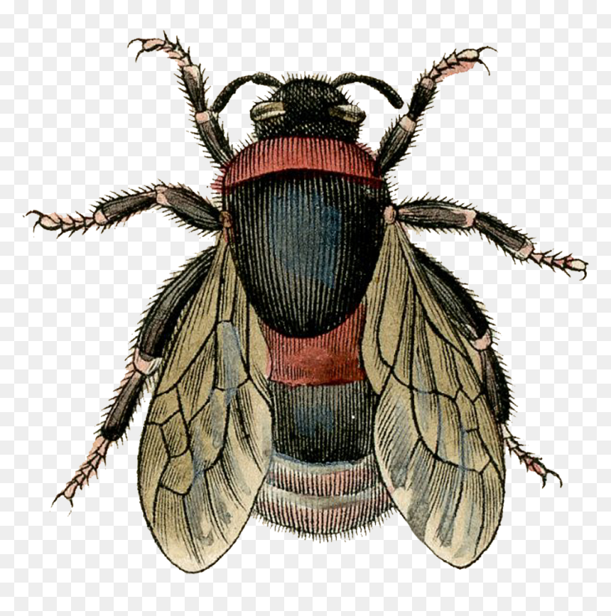 Dibujo De Abeja - Vintage Bee Pics Printable, HD Png Download - imagen png