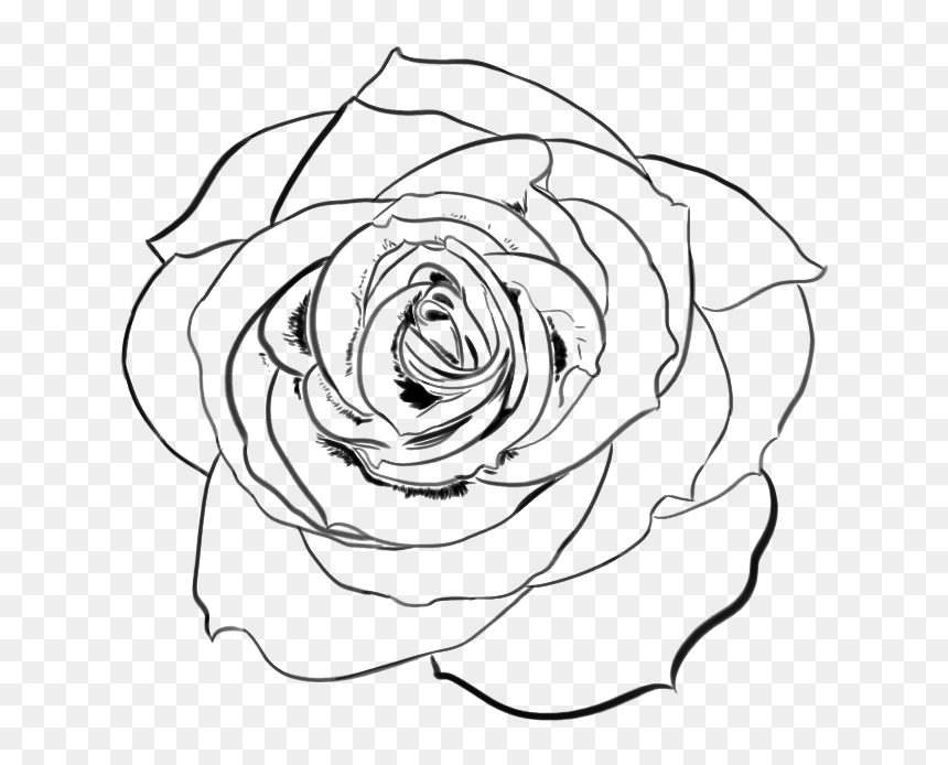 Rose Drawing Png - Transparent Rose Line Art, Png Download - rose drawing png