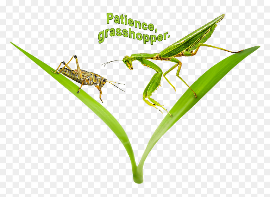 Wallace's Flying Frog, HD Png Download - grasshopper png