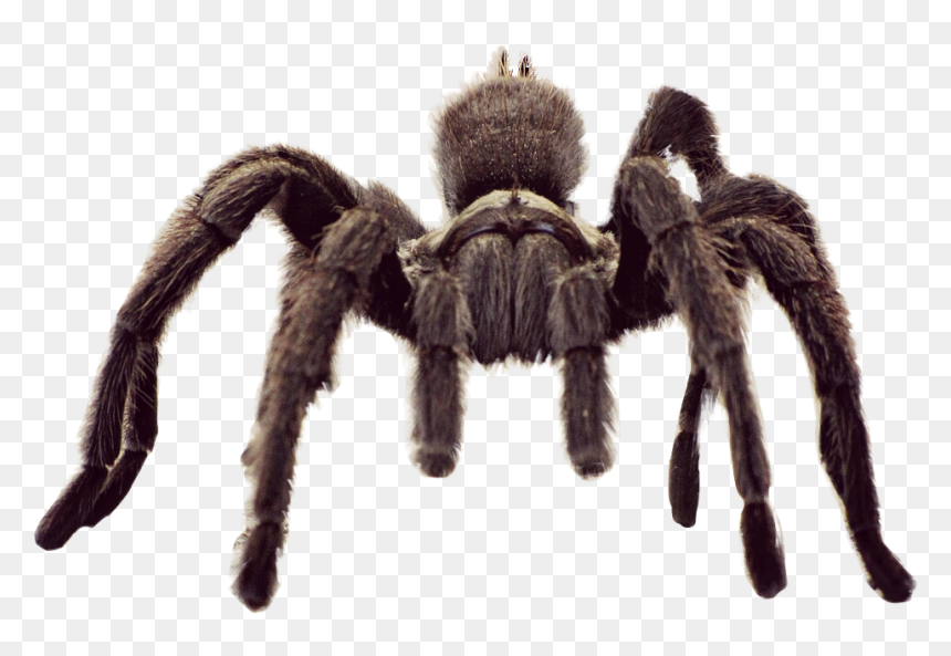 #animal #spider #tarantula #freetoedit - Tarantula Spider, HD Png Download - tarantula png