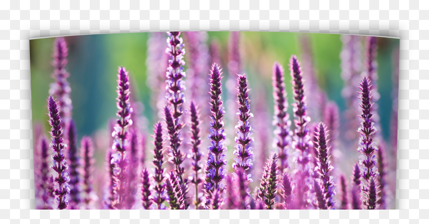 Oklahoma Perennial Flower Guide - Native Oklahoma Flowers, HD Png Download - real flower png