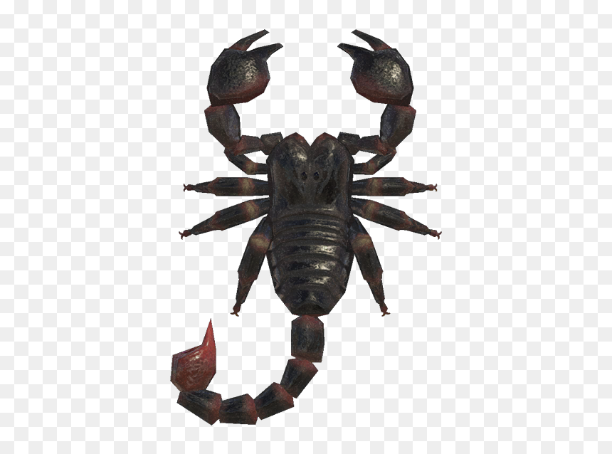 Scorpion Nh - Animal Crossing New Horizons Scorpion, HD Png Download - tarantula png
