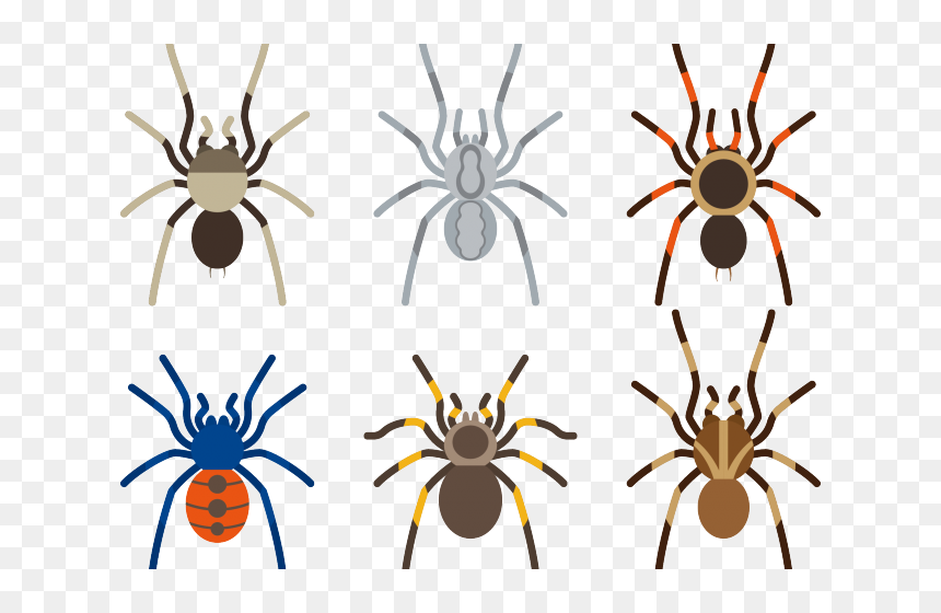 Arachnid Clipart Tarantula - Vector Ai Tarantula, HD Png Download - tarantula png