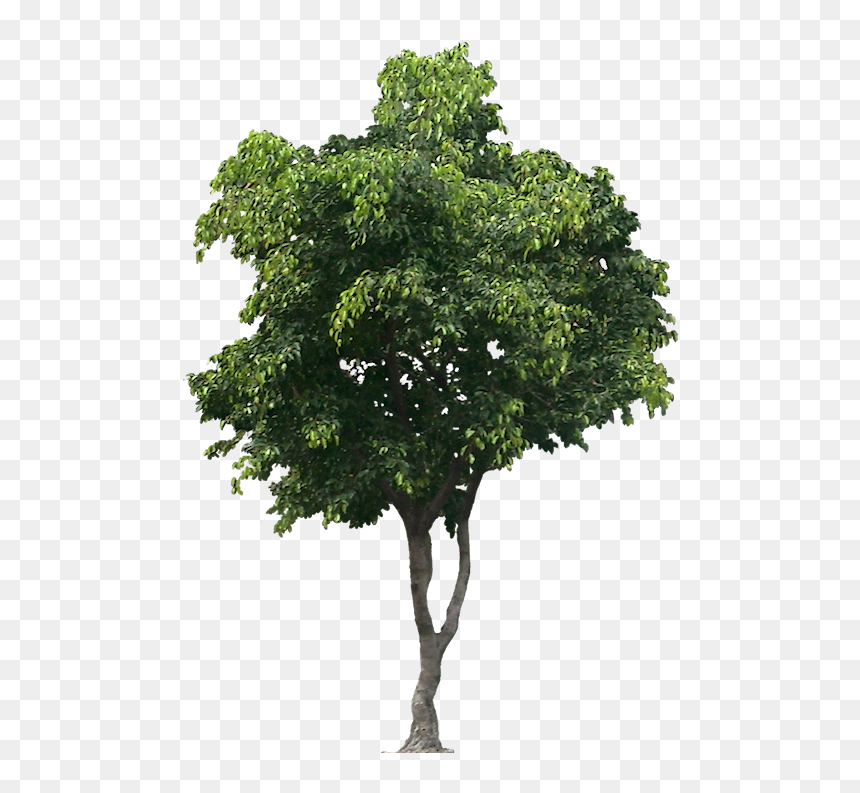 Tree Cut Out, Bamboo Tree, Trees To Plant, Parsley, - Tree Png, Transparent Png - parsley png