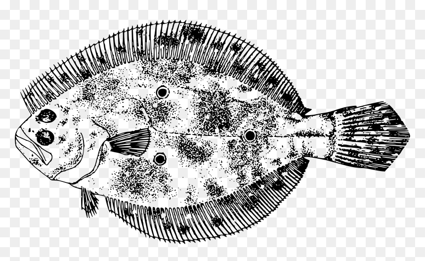 Gulf Flounder Clip Arts - Flounder Fish Backgrounds, HD Png Download - flounder png