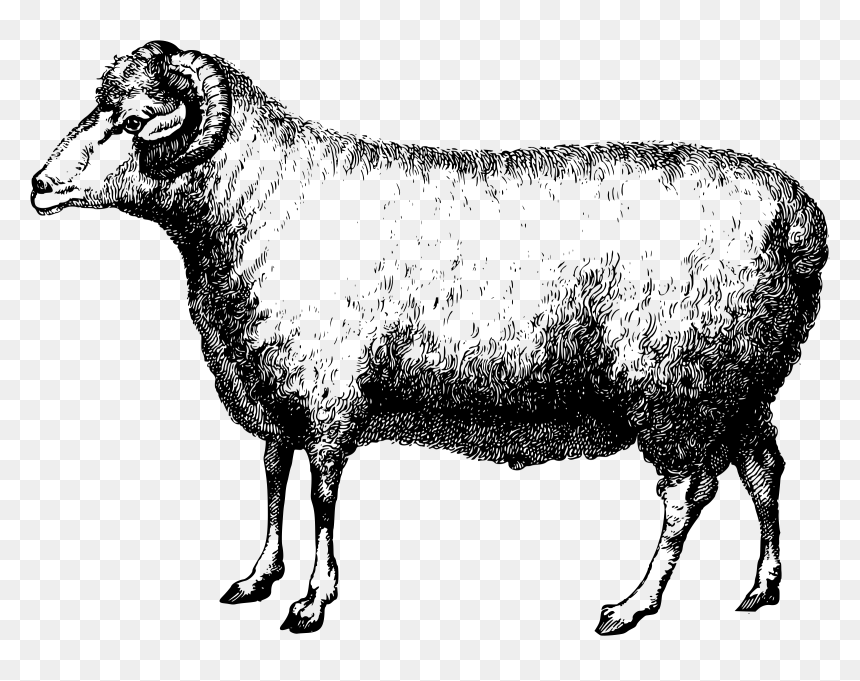 Merino Ram Clip Arts, HD Png Download - ram png