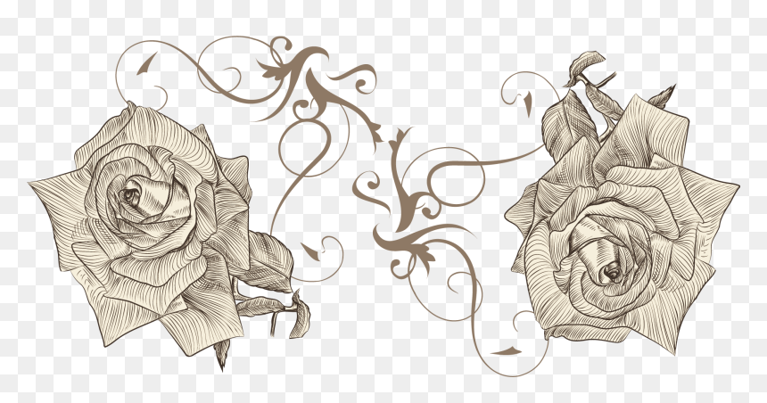 Beach Rose Drawing Flower Euclidean Vector Sketch - Drawing, HD Png Download - rose drawing png