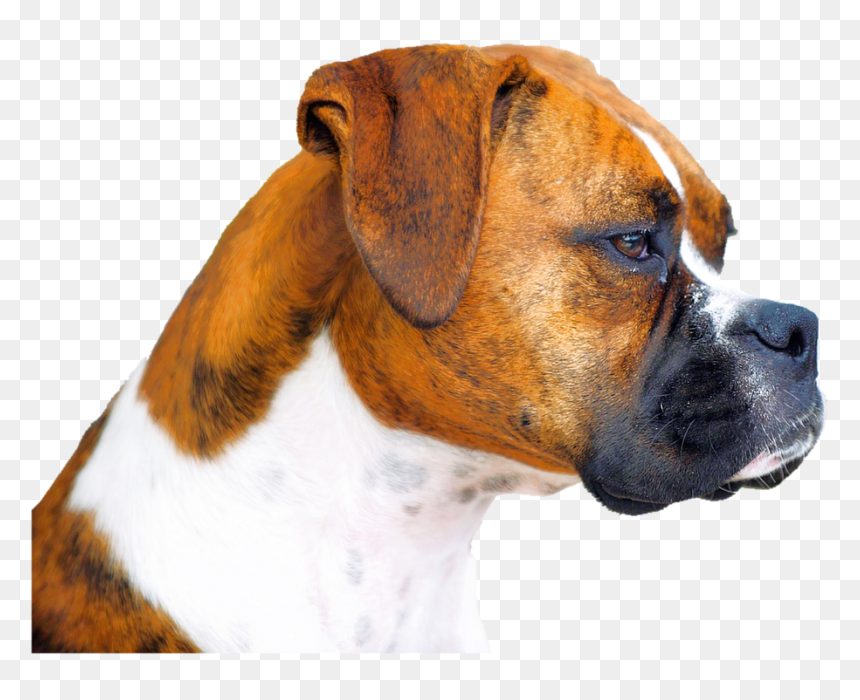 Isolated, Boxer, Dog, Animal - Boxer Pug Mix Dog, HD Png Download - boxer png