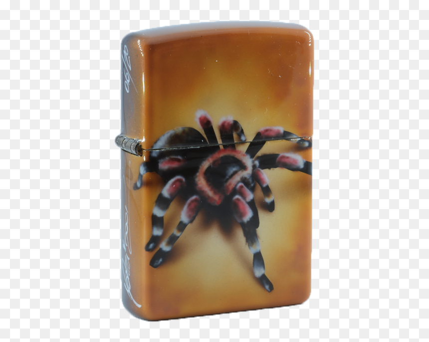 Insect, HD Png Download - tarantula png