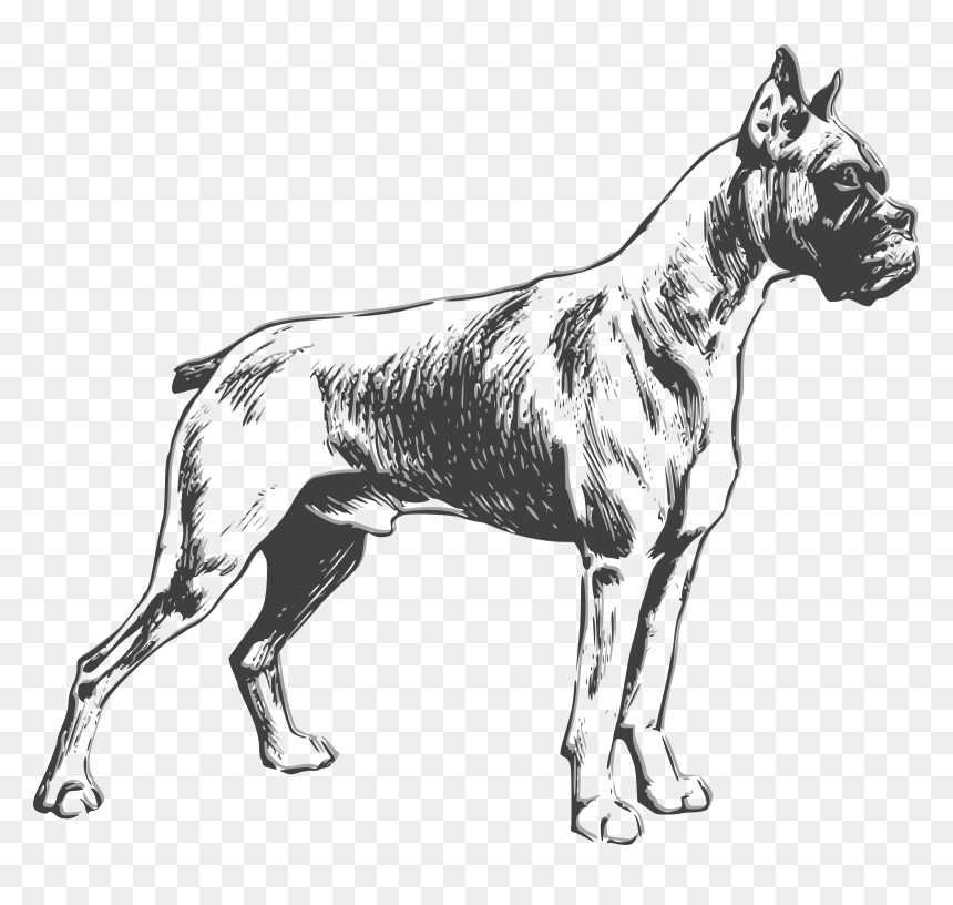 Boxer Clip Arts - Boxer Dog Sketch Vector, HD Png Download - boxer png