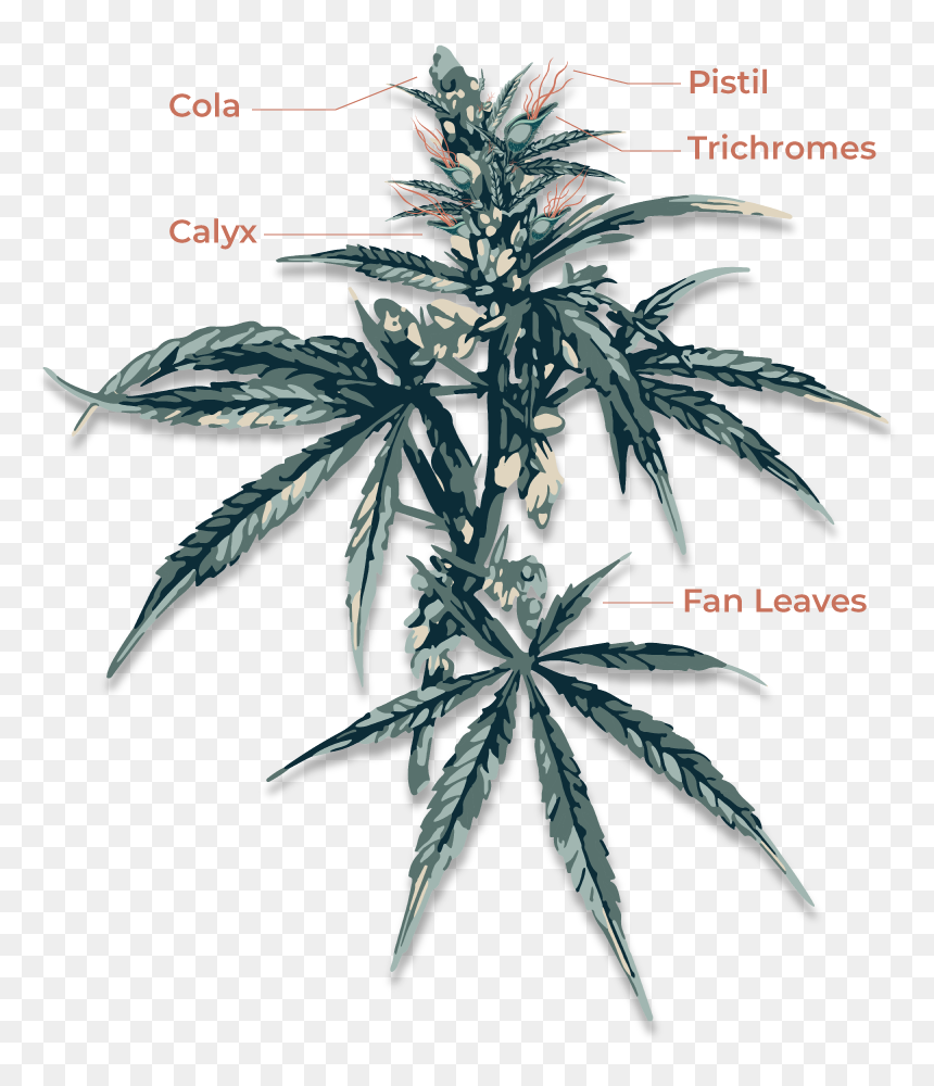 Cannabis Anatomy, HD Png Download - marijuana plant png