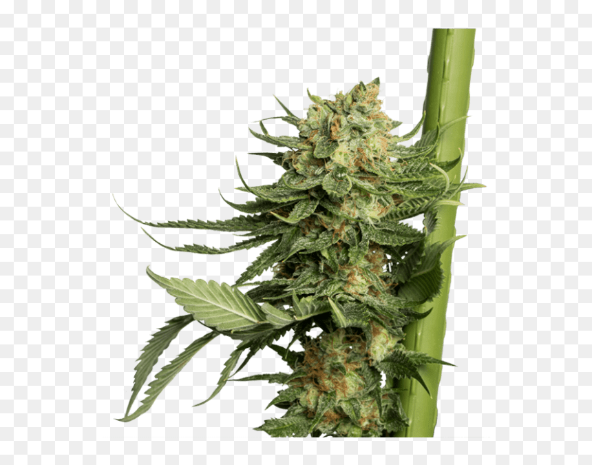 Transparent Marijuana Plant Png - 24k Gold Dna Genetics, Png Download - marijuana plant png
