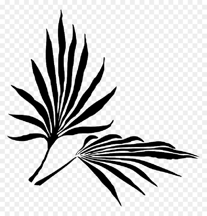 Palm Fronds Png Search Results Landscaping Gallery - Palm Frond Clip Art, Transparent Png - jungle plants png