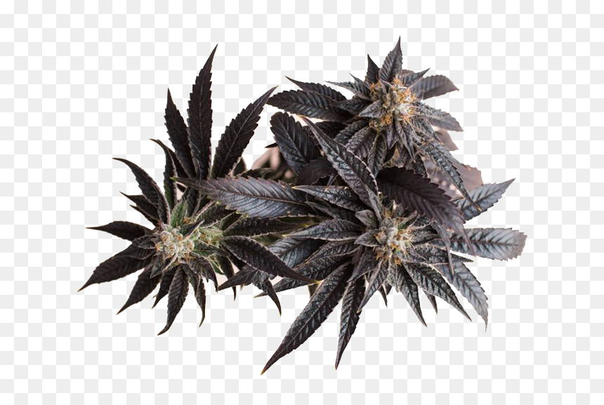 Cannabis Png Transparent Background - Sweet Gum, Png Download - cannabis png