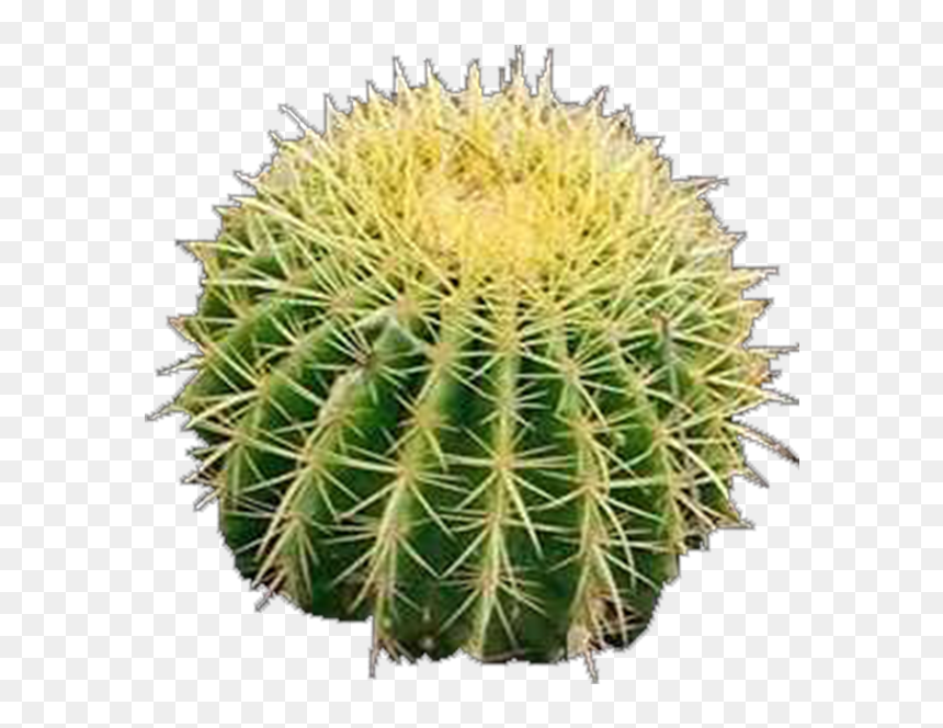 Hedgehog Cactus , Png Download - Hedgehog Cactus, Transparent Png - cactus silhouette png