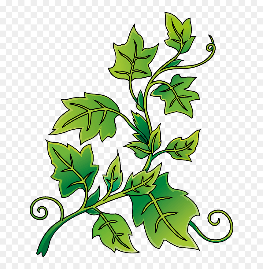Ivy Clipart, HD Png Download - ivy border png