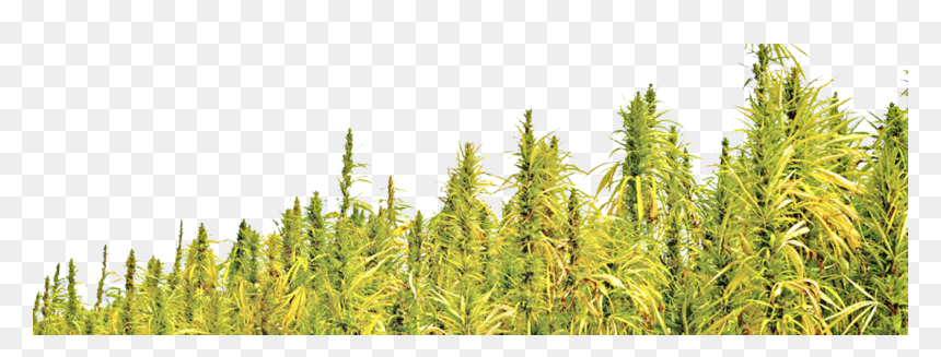 Hemp Info Page - Transparent Rice Plant Png, Png Download - field png