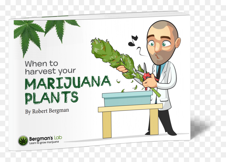 Robert Bergman I Love Growing Marijuana, HD Png Download - marijuana plant png