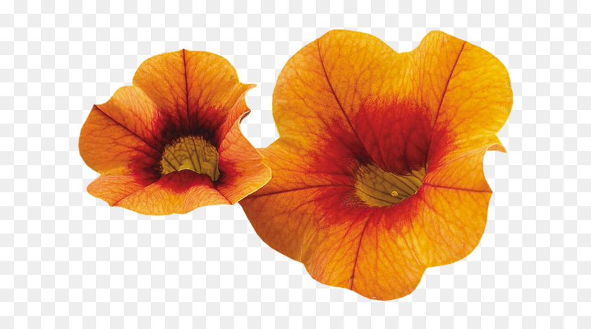 Poppy Family, HD Png Download - rustic png