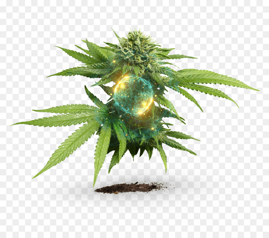 Develop - Marijuana Plant White Background, HD Png Download - cannabis png