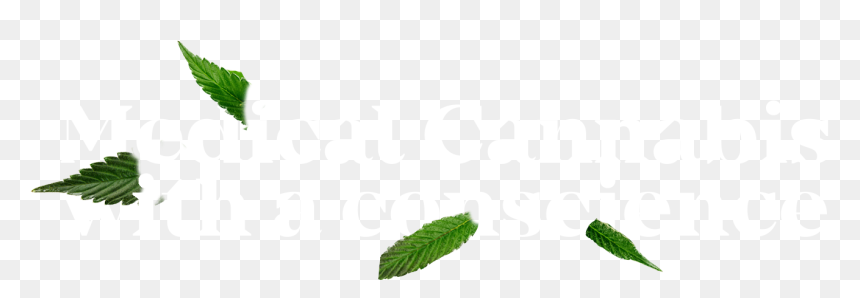 Graphic Design, HD Png Download - marijuana plant png