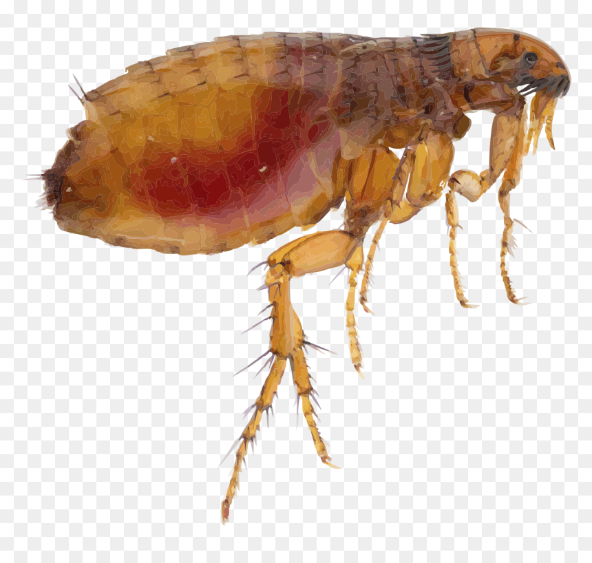 Flea - Flea Png, Transparent Png - flea png