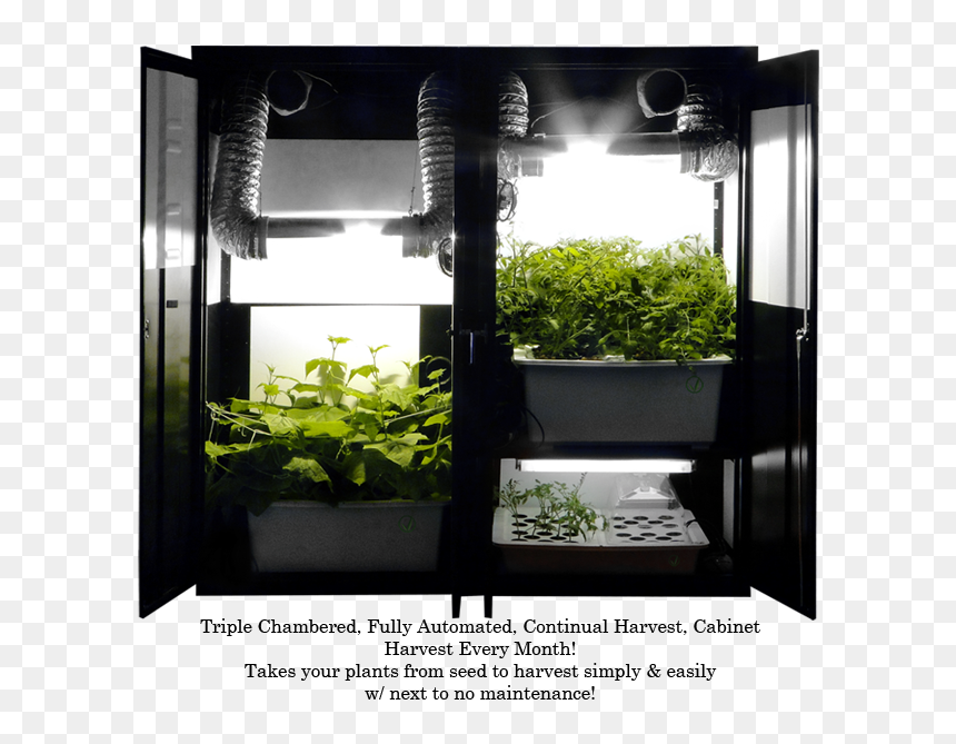 Grow Closet, HD Png Download - marijuana plant png