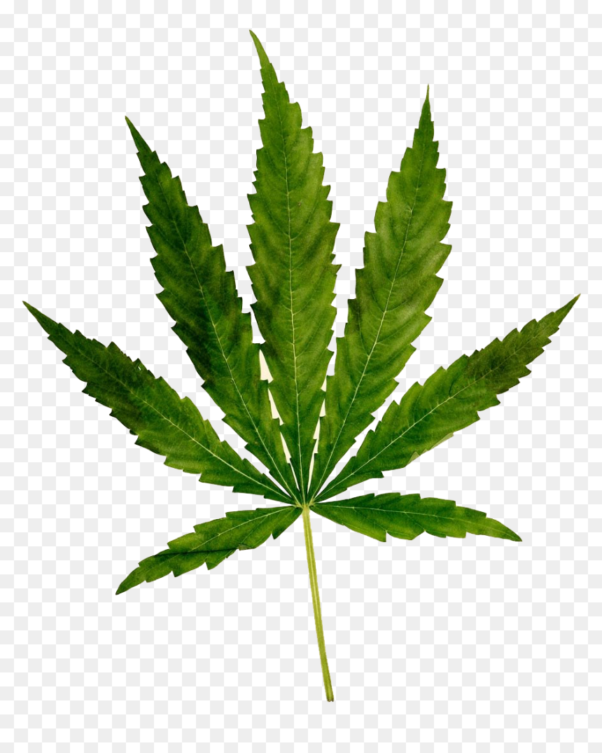 Cannabis Png Free Images - Marijuana, Transparent Png - cannabis png
