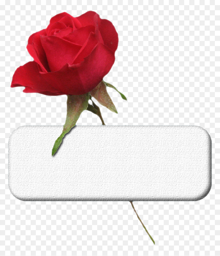 Plaque St Valentin - Garden Roses, HD Png Download - psp png