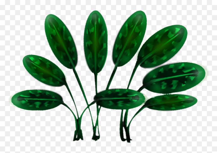 Stylizedjungleplant 08 - Illustration, HD Png Download - jungle plants png