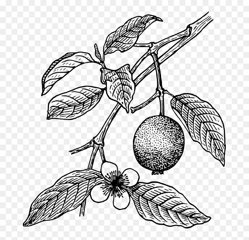 Guava Juice Drawing Tropical Fruit - Guava Plant Clipart Black And White, HD Png Download - tree outline png