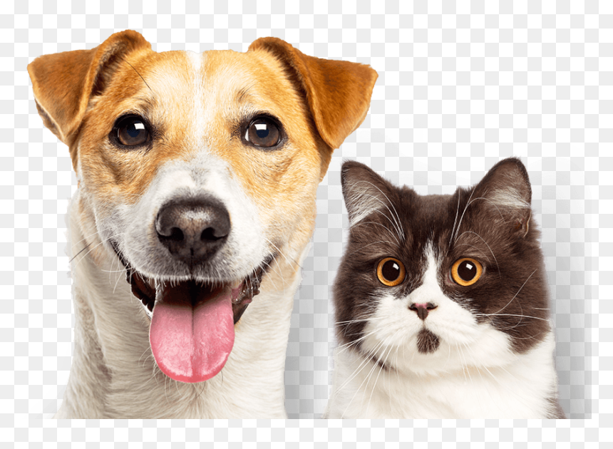 Experience The Difference - Companion Dog, HD Png Download - hills png