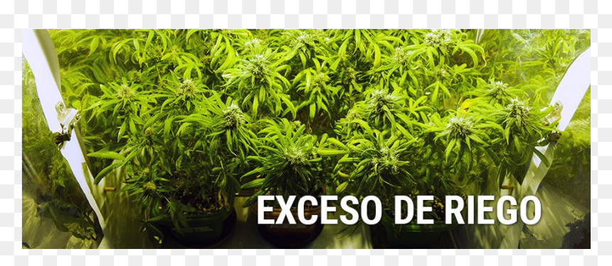 Underwatered Vs Overwatered Weed Plant, HD Png Download - marijuana plant png